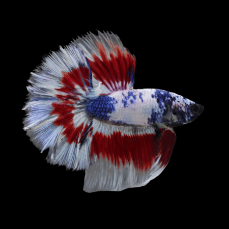 Half Moon Betta Male Tri Colour 3cm