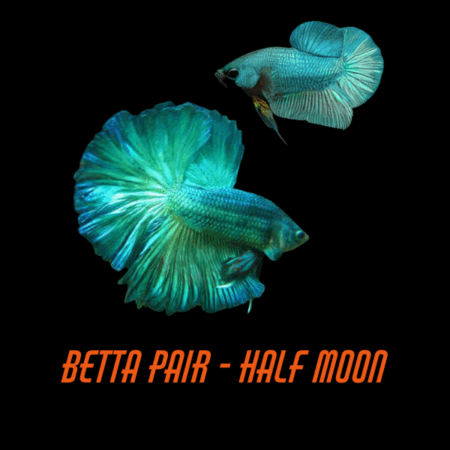 Pair Betta Half Moon