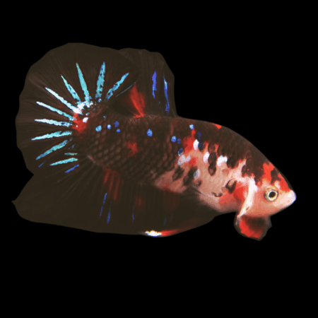 Koi Betta Female Black Base 3cm