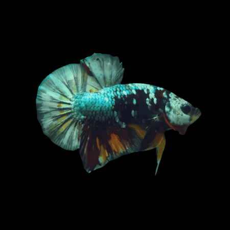 Koi Betta Female Emerald Base 3cm