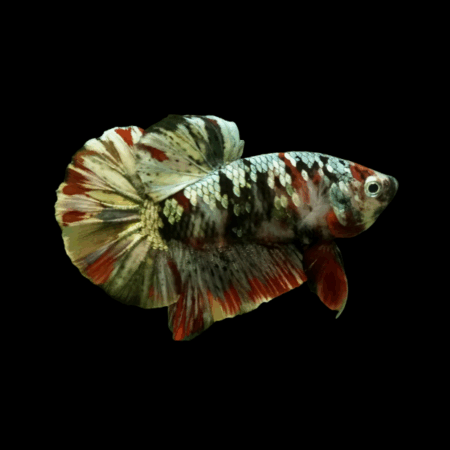 Koi Betta Male Emerald Base 3cm