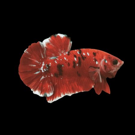 Koi Betta Male Red Base 3cm