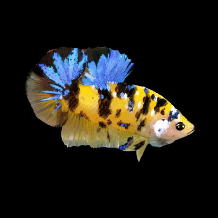 Koi Betta Male Tiger 3cm