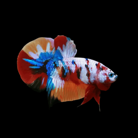 Koi Betta Male Tri Colour 3cm