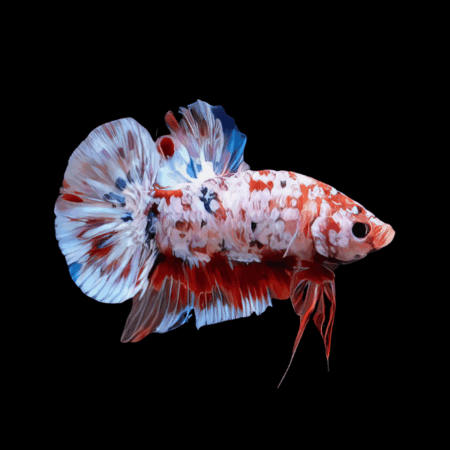 Koi Betta Male White Base 3cm