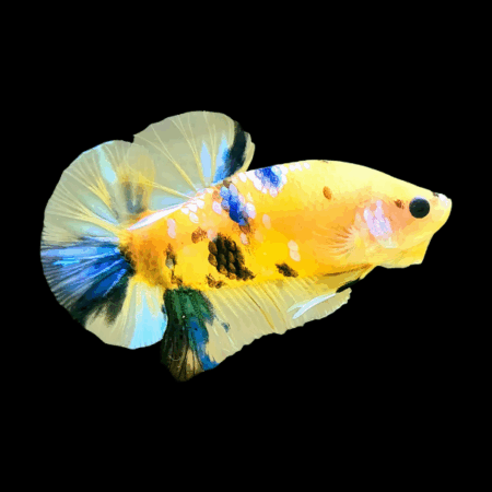 Koi Betta Male Yellow Base 3cm