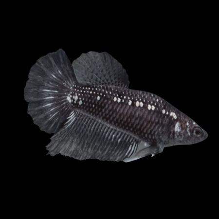 Metallic Half Moon Betta Female Black 3cm