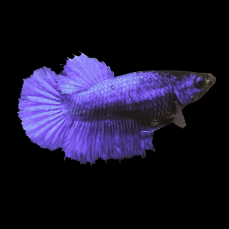 Metallic Half Moon Betta Female Blue 3cm