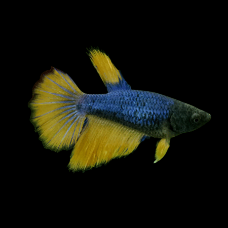 Metallic Half Moon Betta Female Mustard Gas 3cm