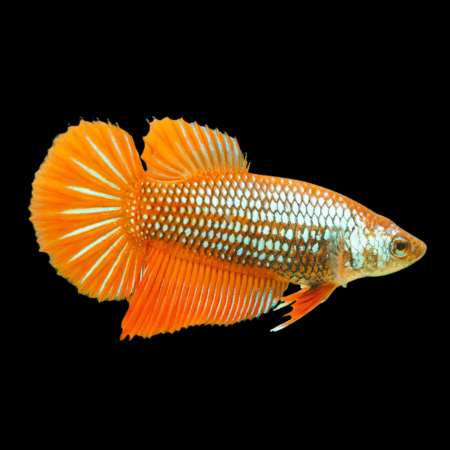 Metallic Half Moon Betta Female Orange Base 3cm