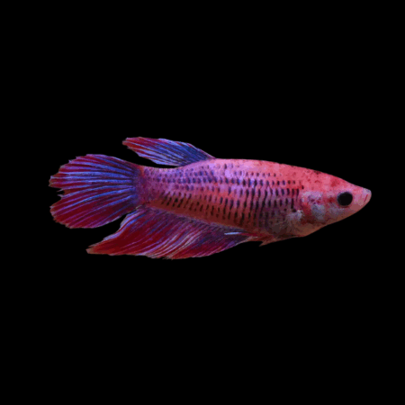 Metallic Half Moon Betta Female Pink Base 3cm
