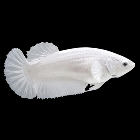 Metallic Half Moon Betta Female Platinum 3cm