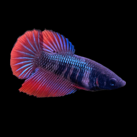 Metallic Half Moon Betta Female Purple Base 3cm