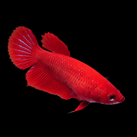 Metallic Half Moon Betta Female Red 3cm