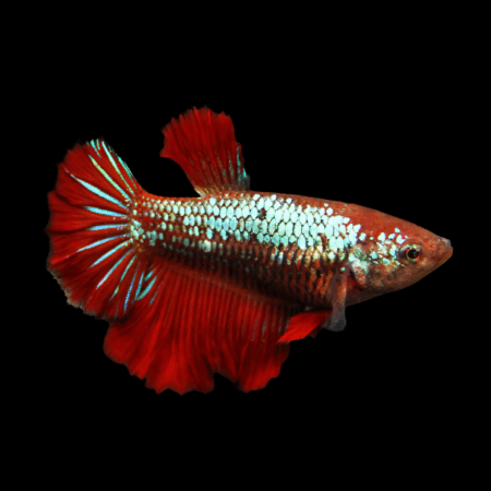 Metallic Half Moon Betta Female Red Base 3cm