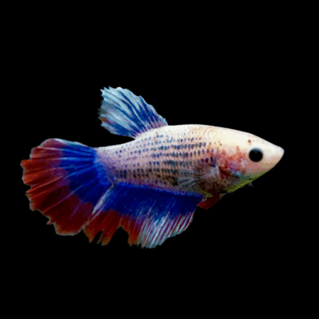 Metallic Half Moon Betta Female Tri Colour 3cm