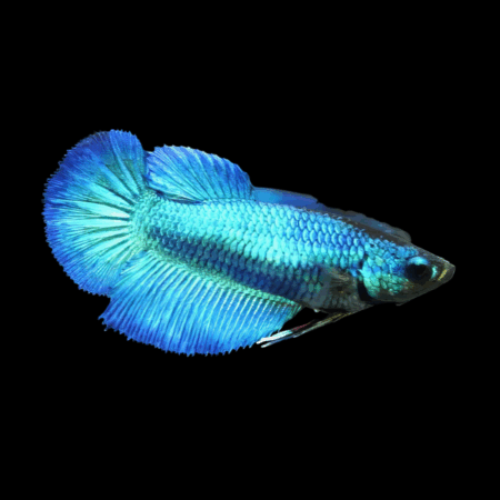 Metallic Half Moon Betta Female Turquoise 3cm