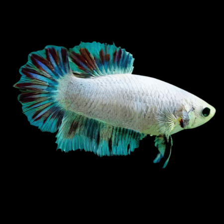 Metallic Half Moon Betta Female White Base 3cm