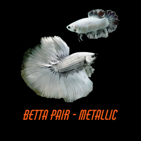 Pair Betta Metallic Half Moon