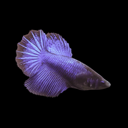 Plakat Betta Male Blue Base 3cm