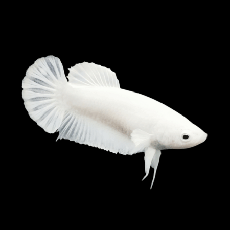 Plakat Betta Female Platinum 3cm