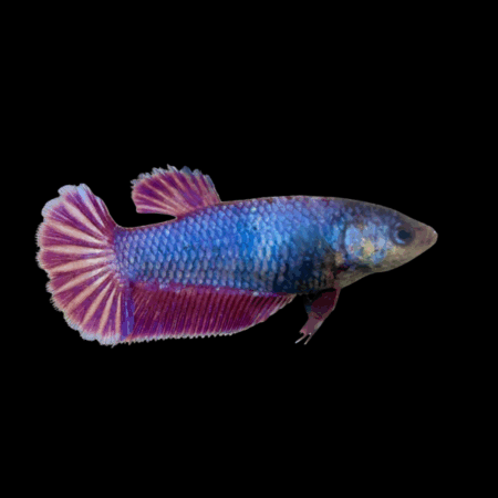 Plakat Betta Female Purple Base 3cm