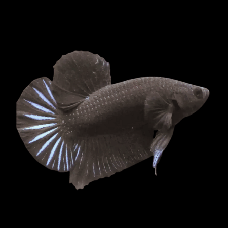 Plakat Betta Male Black 3cm
