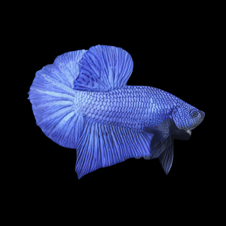 Plakat Betta Male Blue 3cm