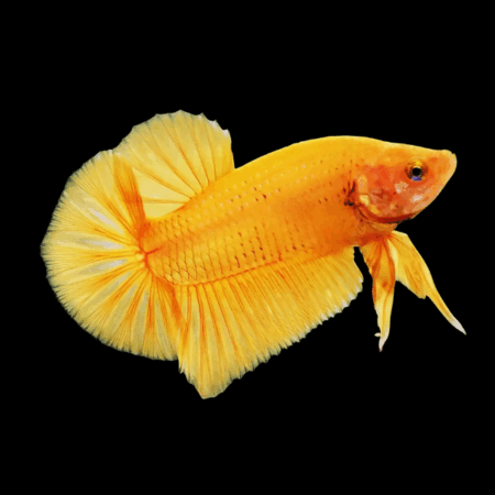 Plakat Betta Male Orange Base 3cm