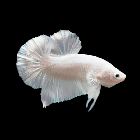 Plakat Betta Male Platinum 3cm