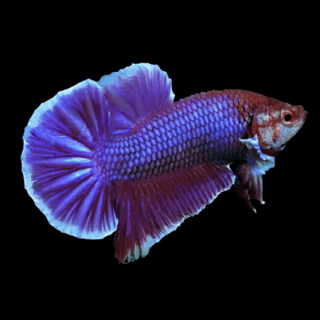 Plakat Betta Male Purple Base 3cm