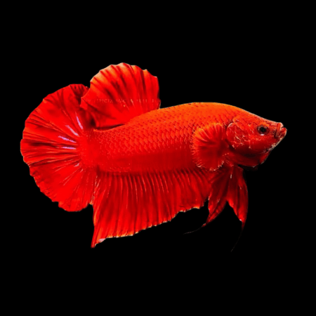 Plakat Betta Male Red 3cm
