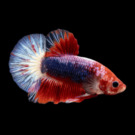 Plakat Betta Male Tri Colour 3cm