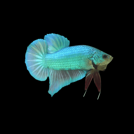 Plakat Betta Male Turquoise 3cm