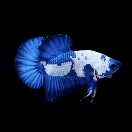 Plakat Betta Male White Base 3cm