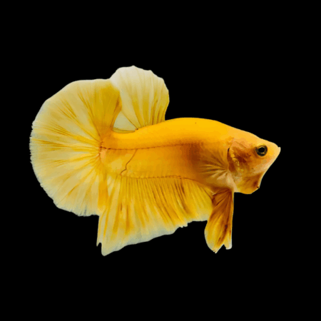 Plakat Betta Male Yellow Base 3cm