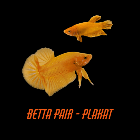 Pair Betta Plakat