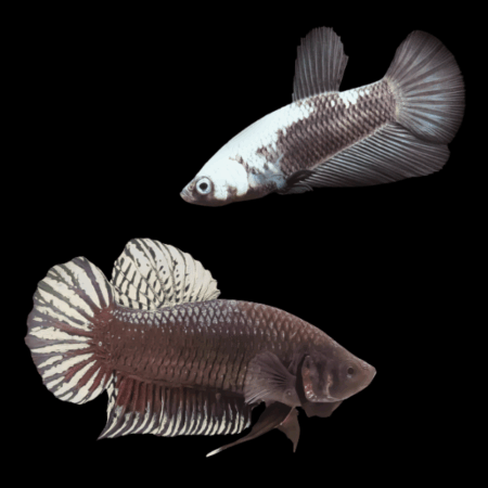 Plakat Betta Pair Male & Female Black Base 3cm