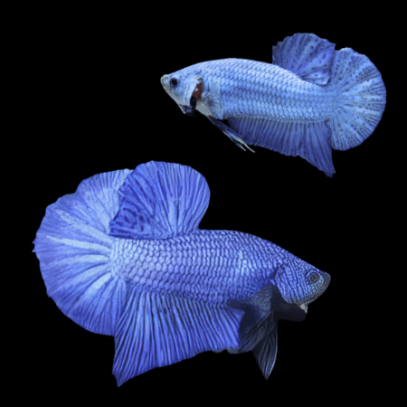 Plakat Betta Pair Male & Female Blue 3cm