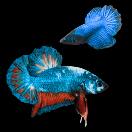 Plakat Betta Pair Male & Female Blue Base 3cm