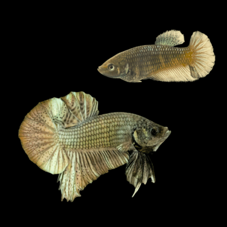 Plakat Betta Pair Male & Female Copper 3cm