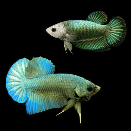 Plakat Betta Pair Male & Female Green Base 3cm