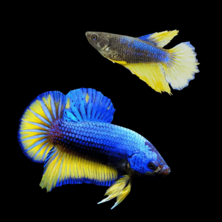 Plakat Betta Pair Male & Female Mustard Gas 3cm
