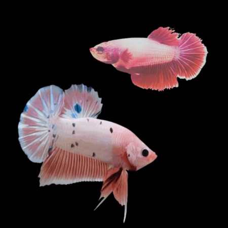 Plakat Betta Pair Male & Female Pink Base 3cm
