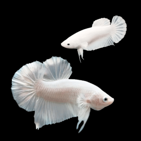 Plakat Betta Pair Male & Female Platinum 3cm