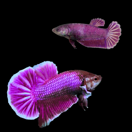 Plakat Betta Pair Male & Female Purple Base 3cm