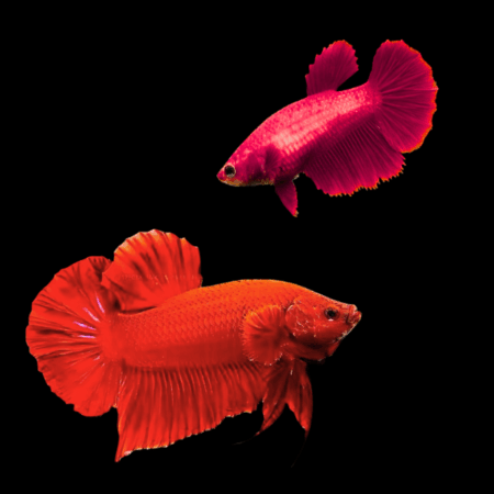 Plakat Betta Pair Male & Female Red 3cm