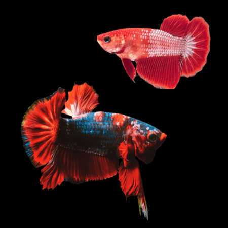 Plakat Betta Pair Male & Female Red Base 3cm