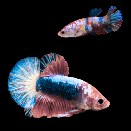 Plakat Betta Pair Male & Female Tri Colour 3cm