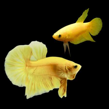 Plakat Betta Pair Male & Female Yellow Base 3cm
